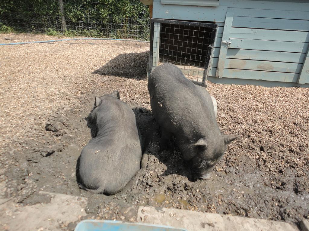 Willow Court Farm Studio East & Petting Farm, 8 Mins To Legoland & Windsor, 15 Mins To Lapland Uk Extérieur photo