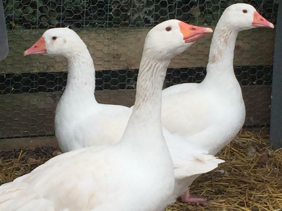 Willow Court Farm Studio East & Petting Farm, 8 Mins To Legoland & Windsor, 15 Mins To Lapland Uk Extérieur photo