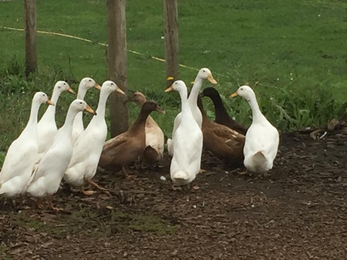 Willow Court Farm Studio East & Petting Farm, 8 Mins To Legoland & Windsor, 15 Mins To Lapland Uk Extérieur photo