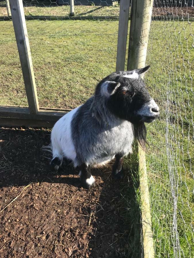 Willow Court Farm Studio East & Petting Farm, 8 Mins To Legoland & Windsor, 15 Mins To Lapland Uk Extérieur photo