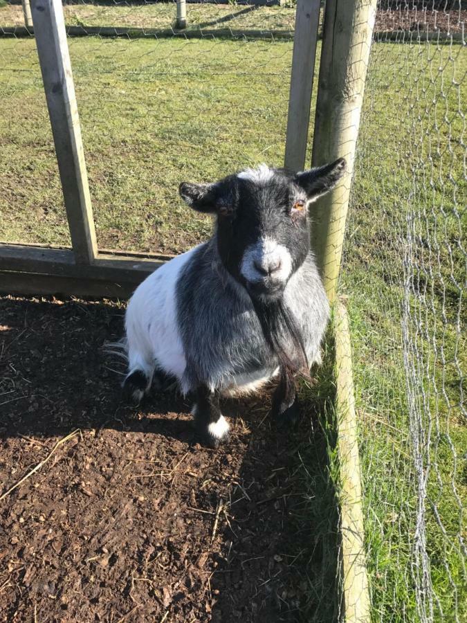 Willow Court Farm Studio East & Petting Farm, 8 Mins To Legoland & Windsor, 15 Mins To Lapland Uk Extérieur photo